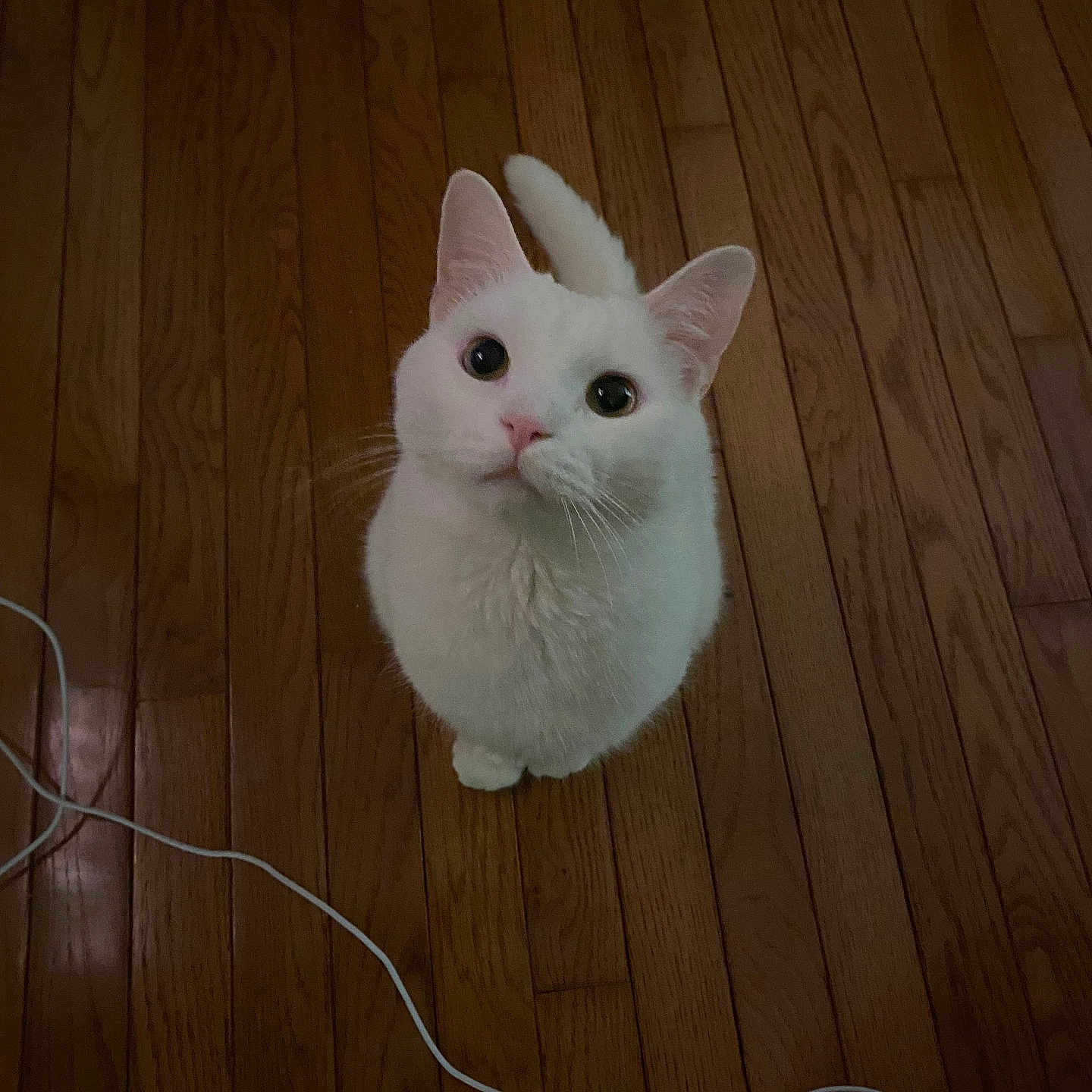 Steve