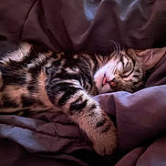 Prince joined the competition — help win amazing prizes! animal, blanket, cat, cozy, cute, domestic_animal, ears, face, fur, indoor, kitten, paw, pet, relaxation, rest, sleeping, soft, tabby, tongue_out, whiskers
