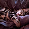 animal, blanket, cat, cozy, cute, domestic_animal, ears, face, fur, indoor, kitten, paw, pet, relaxation, rest, sleeping, soft, tabby, tongue_out, whiskers