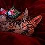 kitten, cat, tabby, pet, animal, feline, cute, resting, relaxed, indoor, blanket, red, plush, holiday, penguin, pillow, cozy, fur, young, cute_animal