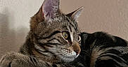 Prince joined the competition — help win amazing prizes! animal, calm, cat, closeup, cute, domestic, ears, eyes, feline, fluffy, fur, indoor, mammal, pet, portrait, relaxed, resting, soft, tabby, whiskers