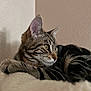 cat, tabby, pet, animal, feline, fur, whiskers, ears, eyes, resting, indoor, soft, fluffy, closeup, portrait, cute, domestic, mammal, calm, relaxed