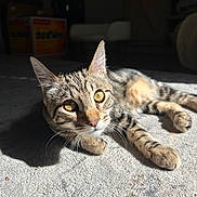 Prince is registered to the contest to win money with this photo: cat, tabby, pet, animal, feline, indoor, carpet, sunlight, relaxed, striped, whiskers, ears, paws, closeup, golden_eyes, shadow, texture, laying, cute, domestic