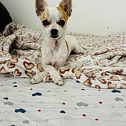 Gabby a rejoint le concours — aidez-le/la à gagner de superbes lots ! dog, small_dog, chihuahua, pet, animal, ears, blanket, heart_pattern, bed, paws, lying_down, indoor, cute, fur, white, brown, face, looking_at_camera, resting, cozy