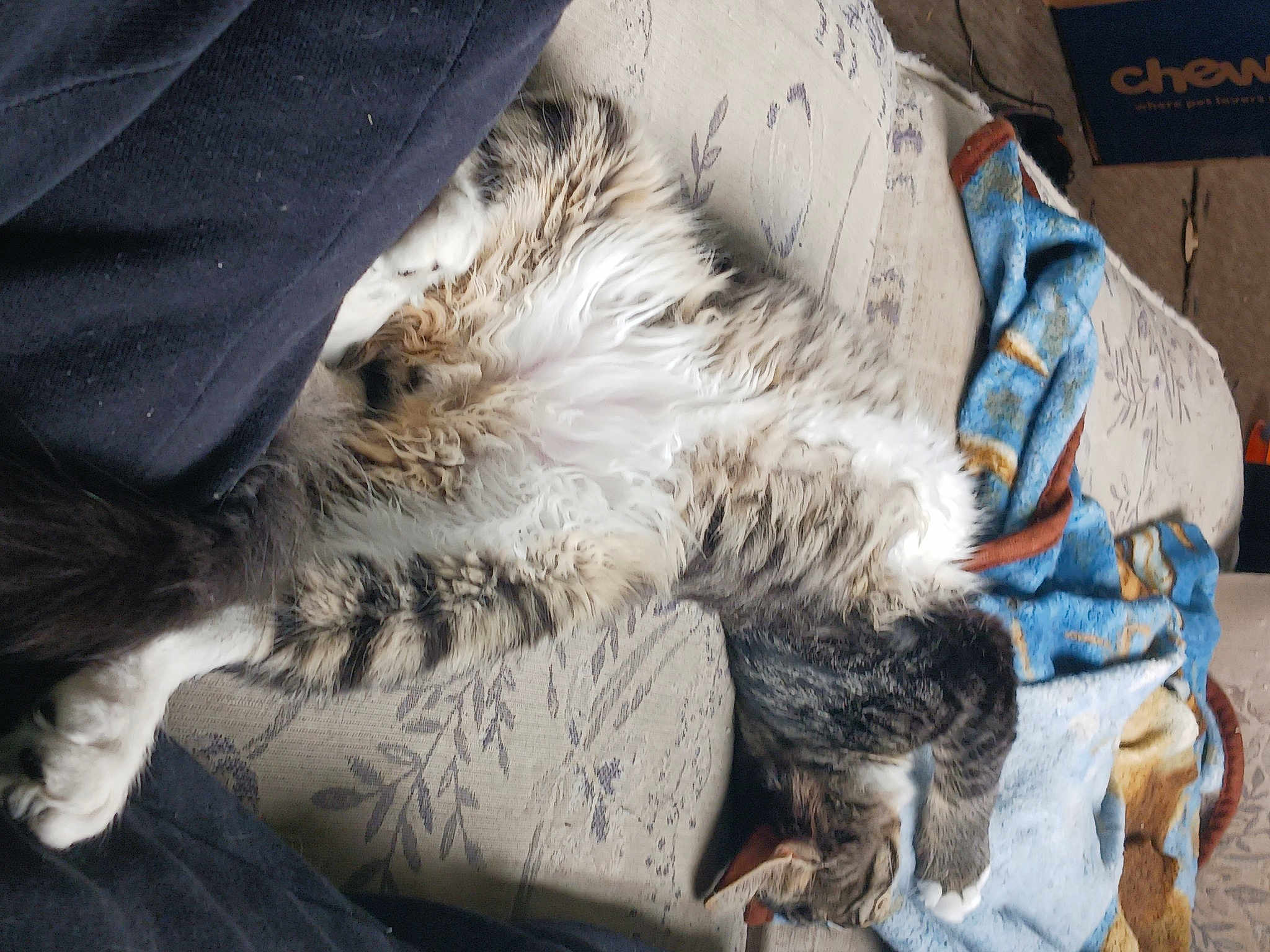 Cuddles