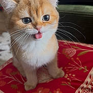 Pippin joined the competition — help win amazing prizes! kitten, cat, orange_cat, white_fur, tongue_out, cute, pet, whiskers, sitting, fluffy, indoor, cushion, red_cushion, patterned_cushion, close_up, animal, feline, small_animal, domestic_cat, adorable