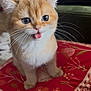 kitten, cat, orange_cat, white_fur, tongue_out, cute, pet, whiskers, sitting, fluffy, indoor, cushion, red_cushion, patterned_cushion, close_up, animal, feline, small_animal, domestic_cat, adorable