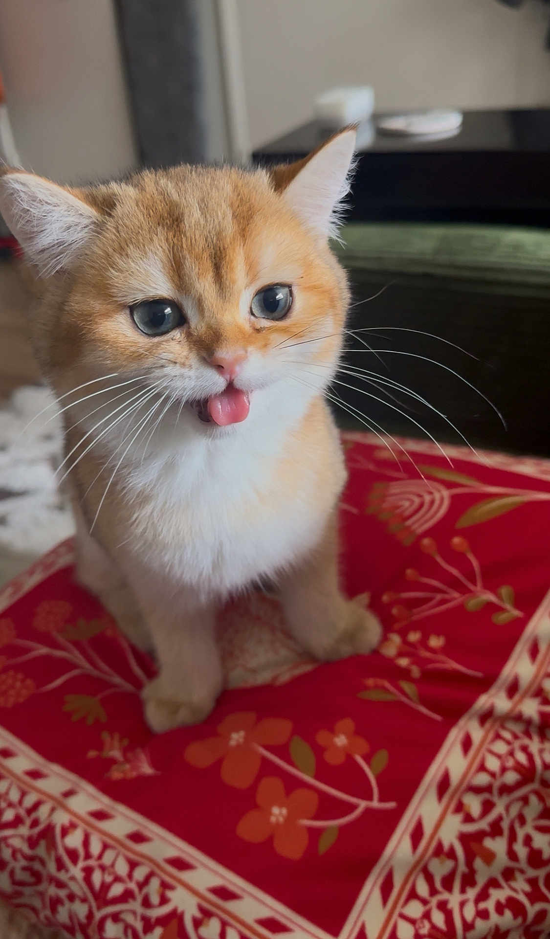 Pippin joined the competition — help win amazing prizes! kitten, cat, orange_cat, white_fur, tongue_out, cute, pet, whiskers, sitting, fluffy, indoor, cushion, red_cushion, patterned_cushion, close_up, animal, feline, small_animal, domestic_cat, adorable
