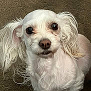 Daisy is registered to the contest to win money with this photo: dog, white_dog, small_dog, curly_fur, long_ears, pet, indoor, carpet, close_up, animal, cute, fur, mammal, companion, looking, portrait, friendly, domestic_animal, whiskers, snout
