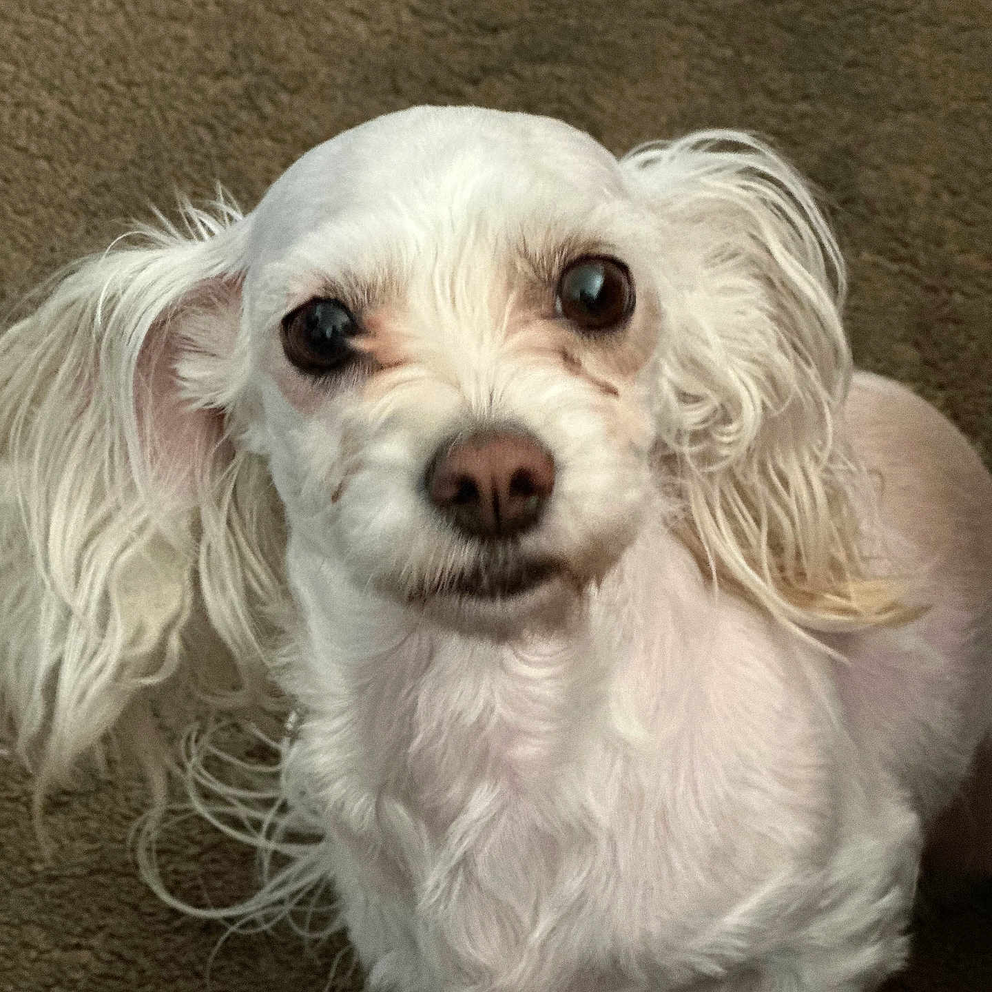 Daisy is registered to the contest to win money with this photo: animal, carpet, close_up, companion, curly_fur, cute, dog, domestic_animal, friendly, fur, indoor, long_ears, looking, mammal, pet, portrait, small_dog, snout, whiskers, white_dog