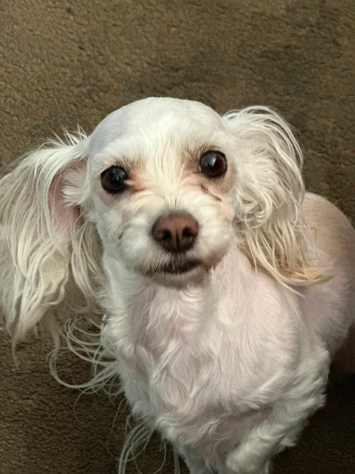 Daisy is registered to the contest to win money with this photo: dog, white_dog, small_dog, curly_fur, long_ears, pet, indoor, carpet, close_up, animal, cute, fur, mammal, companion, looking, portrait, friendly, domestic_animal, whiskers, snout