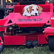 Emma is registered to the contest to win money with this photo: animal, cute, dog, equipment, garden, grass, grass_field, lawn_mower, machine, mower, nature, outdoor, pet, playful, puppy, red, resting, summer, vehicle, young_dog