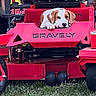 animal, cute, dog, equipment, garden, grass, grass_field, lawn_mower, machine, mower, nature, outdoor, pet, playful, puppy, red, resting, summer, vehicle, young_dog