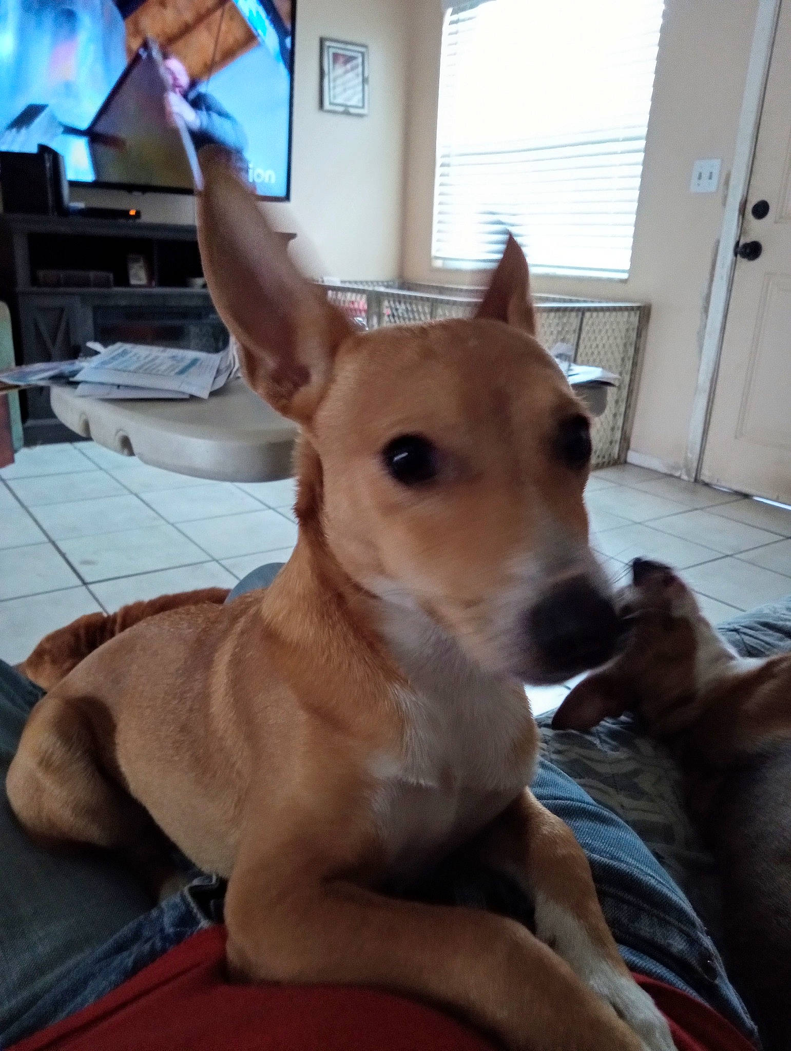 Tucker joined the competition — help win amazing prizes! carnivore, collar, comfort, companion_dog, dog, dog_breed, dog_supply, door, ear, fawn, flooring, fur, led_backlit_lcd_display, paw, snout, television, toy_dog, whiskers, window, working_animal