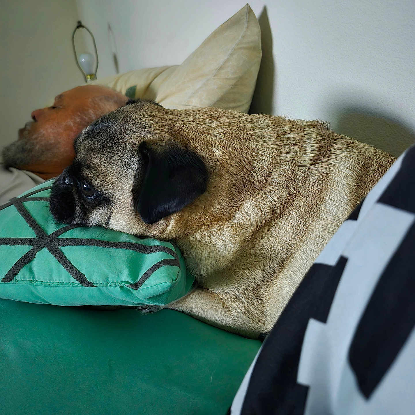 Buddy joined the competition — help win amazing prizes! animal, beard, closeup, comfort, couch, dog, face, furniture, head, home, indoor, leisure, man, pet, pillow, pug, relaxing, resting, side_view, sleeping