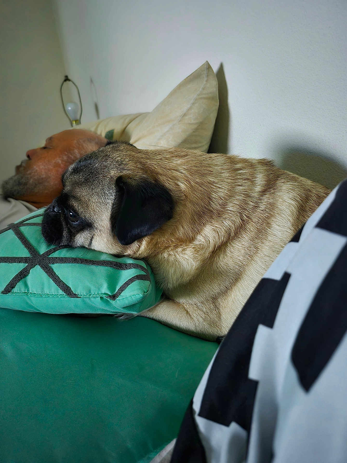 Buddy joined the competition — help win amazing prizes! dog, pug, man, sleeping, couch, pillow, beard, resting, indoor, home, relaxing, furniture, pet, animal, closeup, side_view, head, face, comfort, leisure