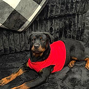 Tazz is registered to the contest to win money with this photo: rottweiler, puppy, dog, red_sweater, black_couch, blanket, plush, indoor, pet, animal, lying_down, cozy, furniture, portrait, cute, canine, domestic_animal, companion, resting, warm