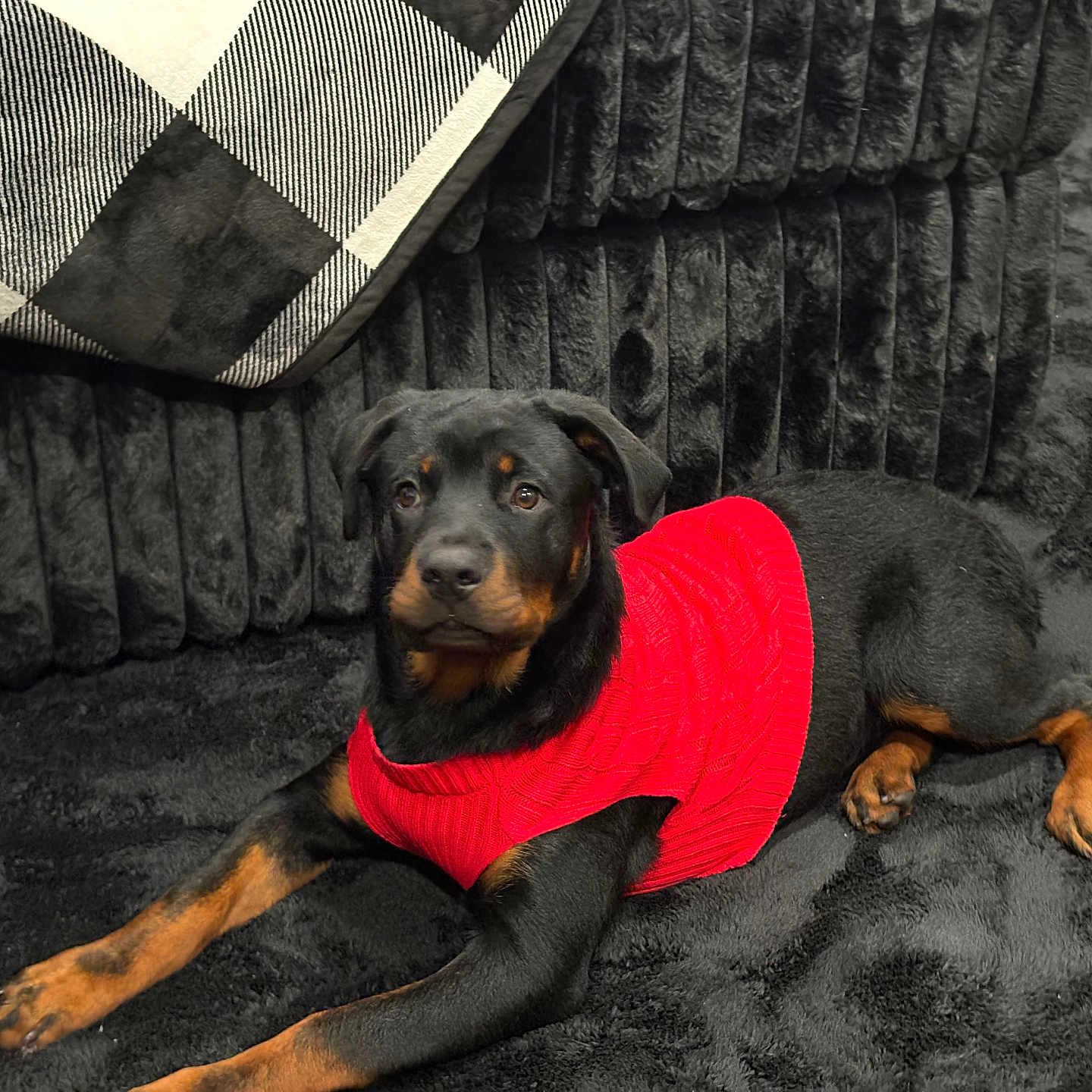 Tazz is registered to the contest to win money with this photo: animal, black_couch, blanket, canine, companion, cozy, cute, dog, domestic_animal, furniture, indoor, lying_down, pet, plush, portrait, puppy, red_sweater, resting, rottweiler, warm