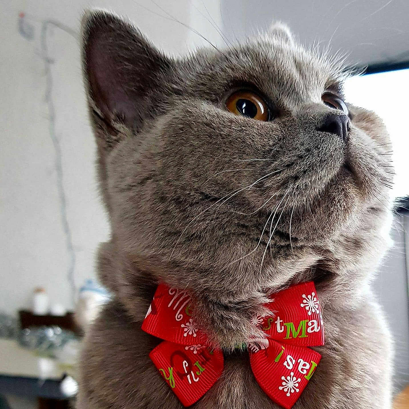 Nachon a rejoint le concours — aidez-le/la à gagner de superbes lots ! animal, bow_tie, cat, christmas_bow, close_up, cute, decor, domestic_cat, eye, feline, fluffy, fur, gray_cat, holiday, indoor, looking_up, pet, portrait, red_bow, whiskers
