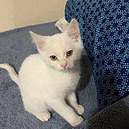 Zip joined the competition — help win amazing prizes! kitten, cat, white_cat, pet, indoor, blanket, furniture, pillow, curious, small_animal, young_cat, fur, cute, domestic_cat, animal, resting, soft_texture, cozy, home, playful