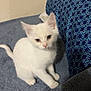 kitten, cat, white_cat, pet, indoor, blanket, furniture, pillow, curious, small_animal, young_cat, fur, cute, domestic_cat, animal, resting, soft_texture, cozy, home, playful