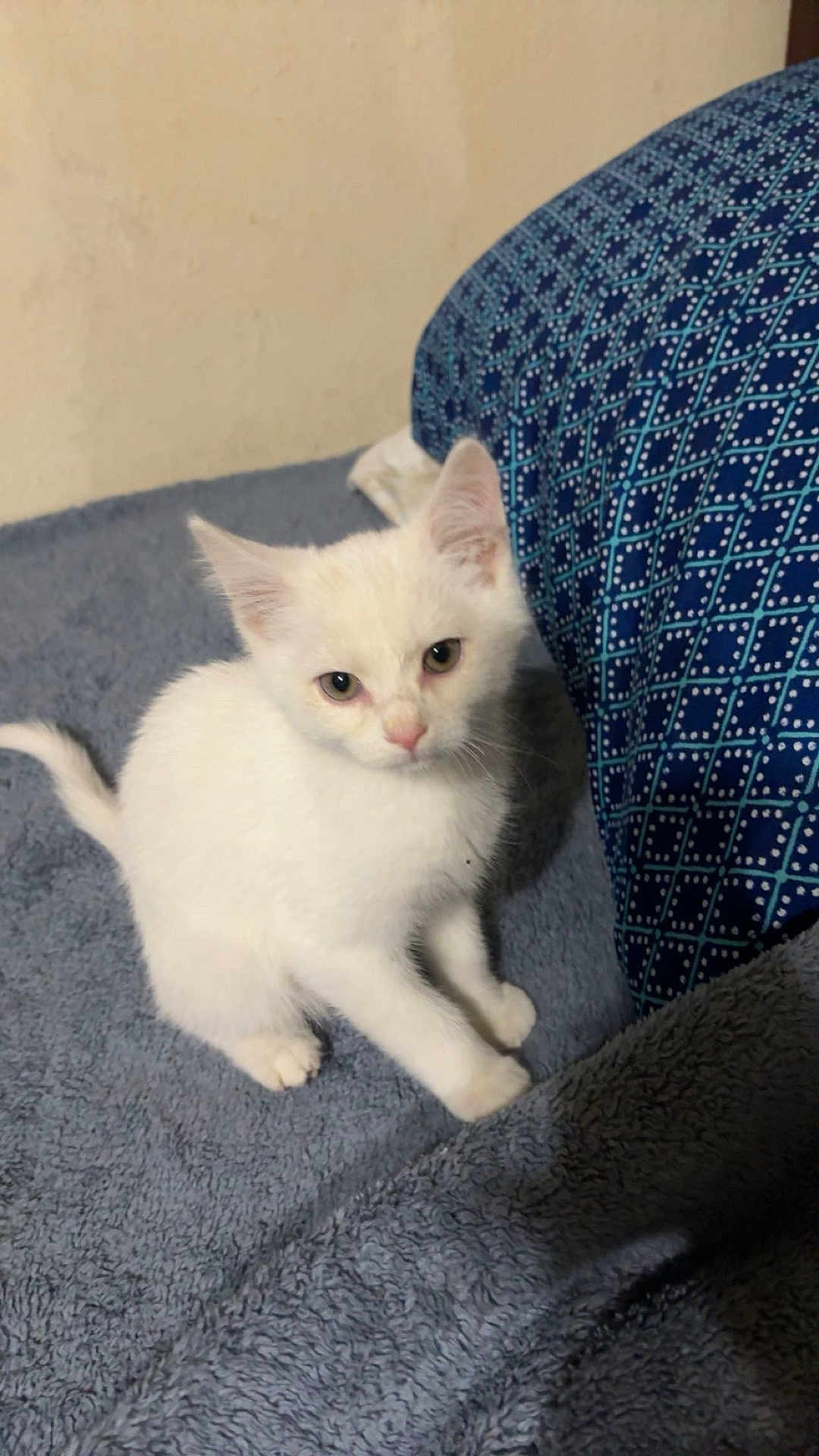 Zip joined the competition — help win amazing prizes! kitten, cat, white_cat, pet, indoor, blanket, furniture, pillow, curious, small_animal, young_cat, fur, cute, domestic_cat, animal, resting, soft_texture, cozy, home, playful