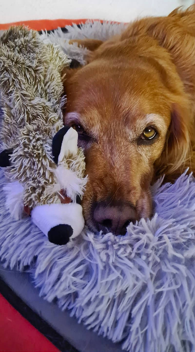 Pepsie a rejoint le concours — aidez-le/la à gagner de superbes lots ! brown, canidae, carnivore, companion_dog, dog, dog_breed, fawn, fur, liver, natural_material, plush, retriever, snout, sporting_group, stuffed_toy, toy, vertebrate, whiskers, working_animal, working_dog