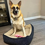Gemma is registered to the contest to win money with this photo: animal, cabinet, canine, collar, dog, ears, floor, flooring, fur, german_shepherd, home, indoor, looking, pet, pet_bed, polka_dot, sitting, tongue, toy, toy_fish