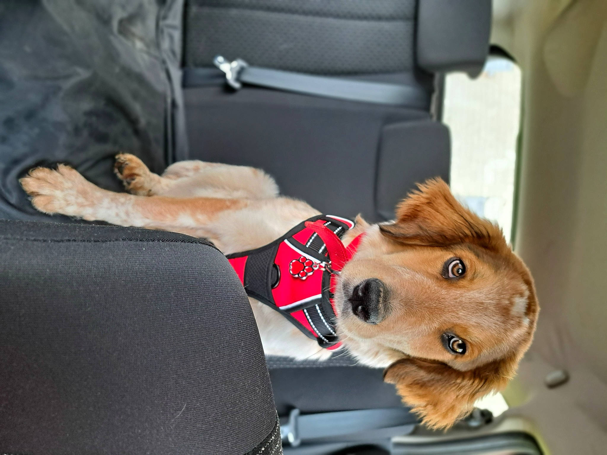 Mido a rejoint le concours — aidez-le/la à gagner de superbes lots ! auto_part, canidae, car_seat, car_seat_cover, carnivore, comfort, companion_dog, dog, dog_breed, eyewear, fashion_accessory, fawn, fur, head_restraint, human_leg, personal_luxury_car, sporting_group, vehicle_door, working_animal, wrist