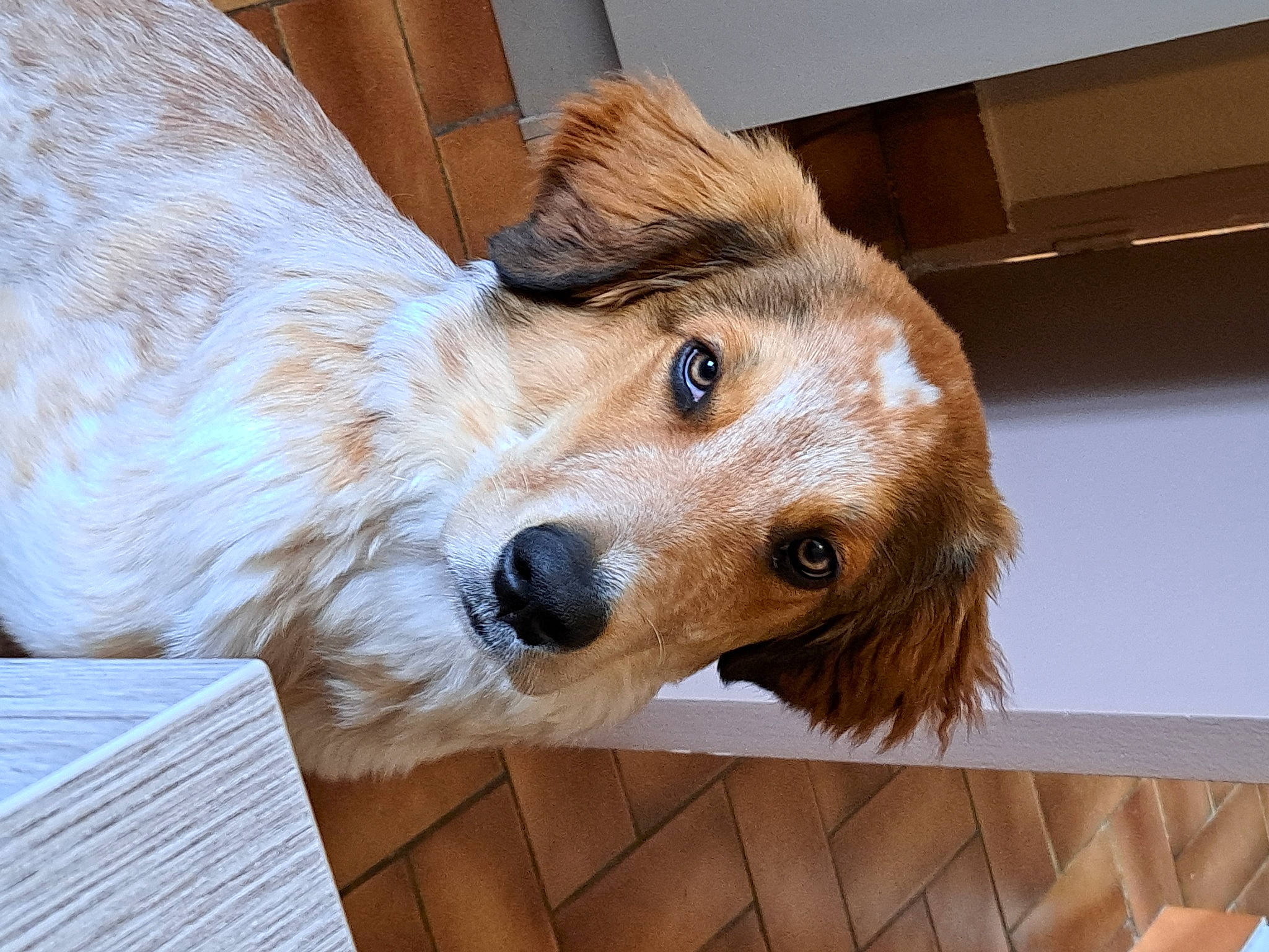 Mido a rejoint le concours — aidez-le/la à gagner de superbes lots ! canidae, carnivore, companion_dog, dog, dog_breed, dog_supply, fawn, fur, gun_dog, liver, mammal, paw, pet_supply, retriever, snout, sporting_group, vertebrate, whiskers, wood, working_animal