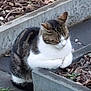 animal, cat, close_up, concrete_edge, daylight, feline, flower_pot, garden, greenery, leaf_litter, mulch, nature, outdoor, pet, plants, relaxed, resting_cat, sidewalk, tabby_cat, white_cat