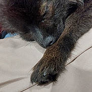 Athena a rejoint le concours — aidez-le/la à gagner de superbes lots ! dog, sleeping, paw, fur, close_up, resting, pet, canine, cozy, peaceful, brown, animal, indoor, soft, relaxed, muzzle, nose, whiskers, fur_texture, nap