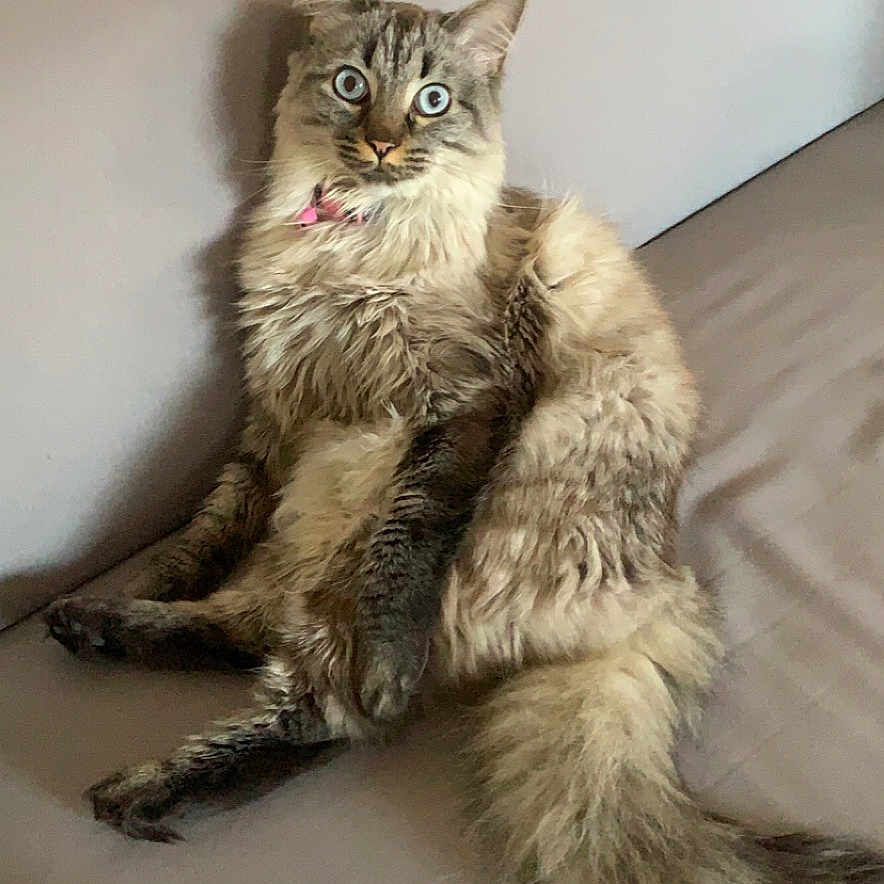 Catchu