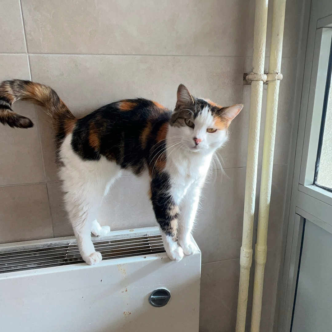 Mia