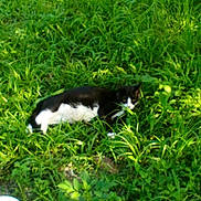 Ben Ben joined the competition — help win amazing prizes! animal, backyard, cat, countryside, field, grass, grassland, green, herbal, herbs, kitten, lawn, leaf, manx, nature, outdoors, pet, plant, vegetation, yard