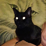 Moon is registered to the contest to win money with this photo: black_cat, glowing_eyes, person, cat_mural, portrait, indoor, animal, pet, wall_art, close_up, face, feline, dark, shadow, shirt, human, arm, texture, background, painting