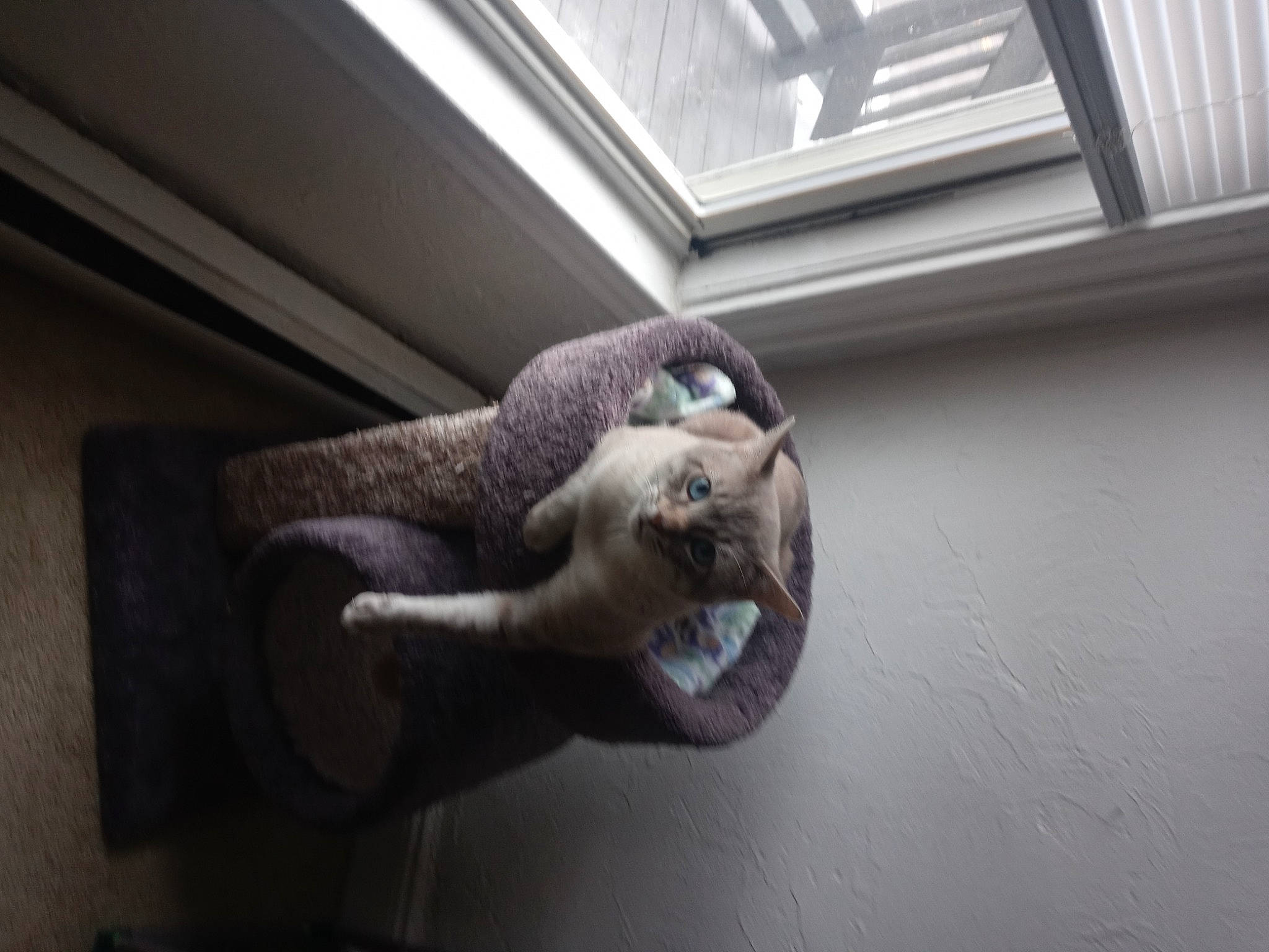 Cloudy joined the competition — help win amazing prizes! ceiling, comfort, door_handle, felidae, fish, flooring, glass, jaw, metal, reptile, room, small_to_medium_sized_cats, snout, tail, toy, whiskers, window, window_covering, wood