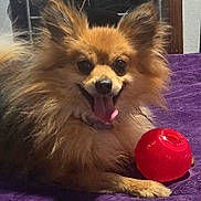Chitto joined the competition — help win amazing prizes! animal, canine, companion, cute, dog, domestic, fluffy, fur, happy, indoor, paw, pet, playful, purple_blanket, red_ball, resting, small_dog, smiling, tongue_out, toy