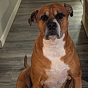 Honey joined the competition — help win amazing prizes! dog, brown, white, pet, indoor, floor, wooden_floor, sitting, animal, canine, portrait, hallway, ears, nose, fur, tail, looking, loyal, companion, domestic