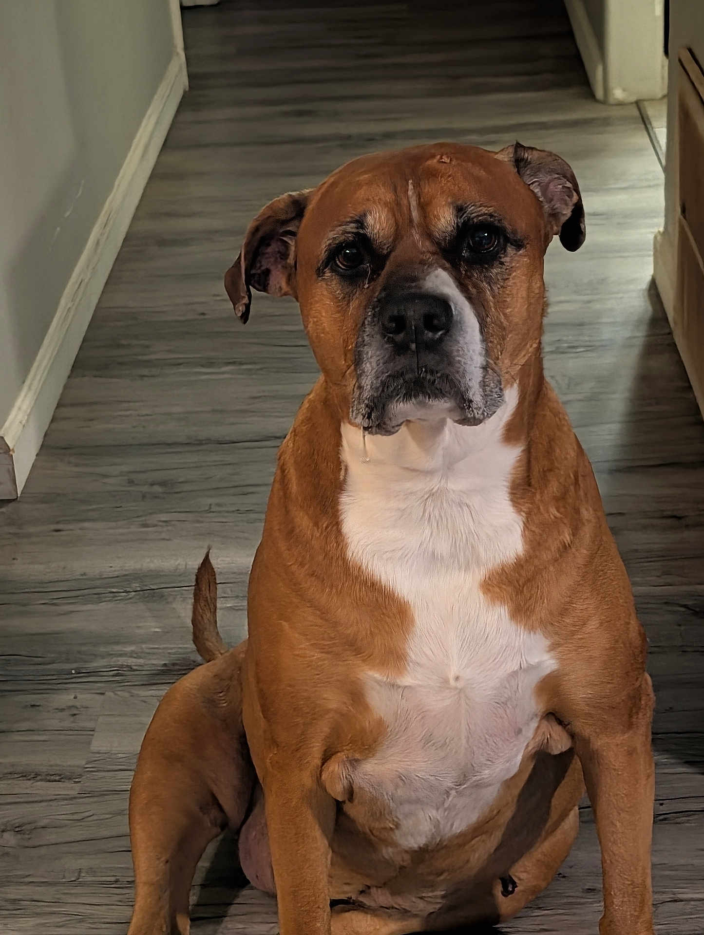 Honey joined the competition — help win amazing prizes! dog, brown, white, pet, indoor, floor, wooden_floor, sitting, animal, canine, portrait, hallway, ears, nose, fur, tail, looking, loyal, companion, domestic