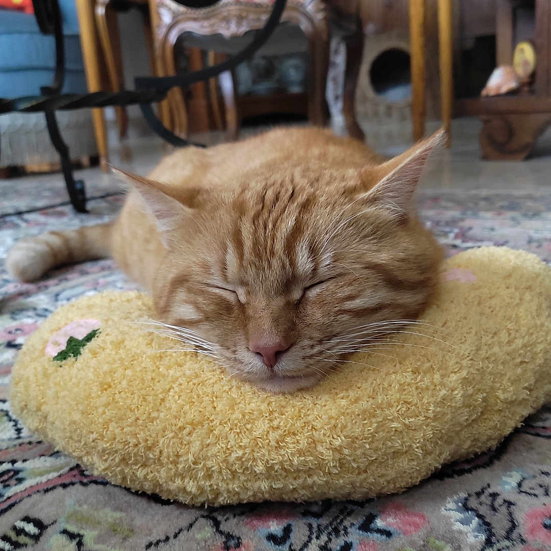 Romeo a rejoint le concours — aidez-le/la à gagner de superbes lots ! animal, cat, close_up, cozy, cushion, ears, floor, furniture, ginger_cat, home, indoor, patterned_rug, pet, relaxation, resting, rug, sleeping, whiskers, wooden_furniture, yellow_cushion