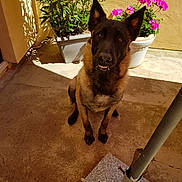 Uhlane a rejoint le concours — aidez-le/la à gagner de superbes lots ! dog, pet, outdoor, sunlight, flower_pot, pink_flowers, plant, concrete_floor, shadow, ears_up, sitting, canine, portrait, brown_fur, black_fur, garden, daylight, animal, cute, smiling