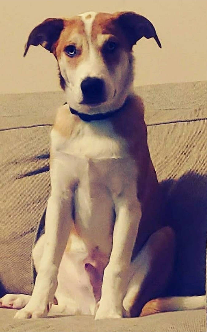 Obi joined the competition — help win amazing prizes! ancient_dog_breeds, aspin, canidae, carnivore, companion_dog, dog, dog_breed, feist, fox_terrier, hunting_dog, lurcher, mammal, potcake_dog, russell_terrier, smooth_fox_terrier, street_dog, tail, vertebrate