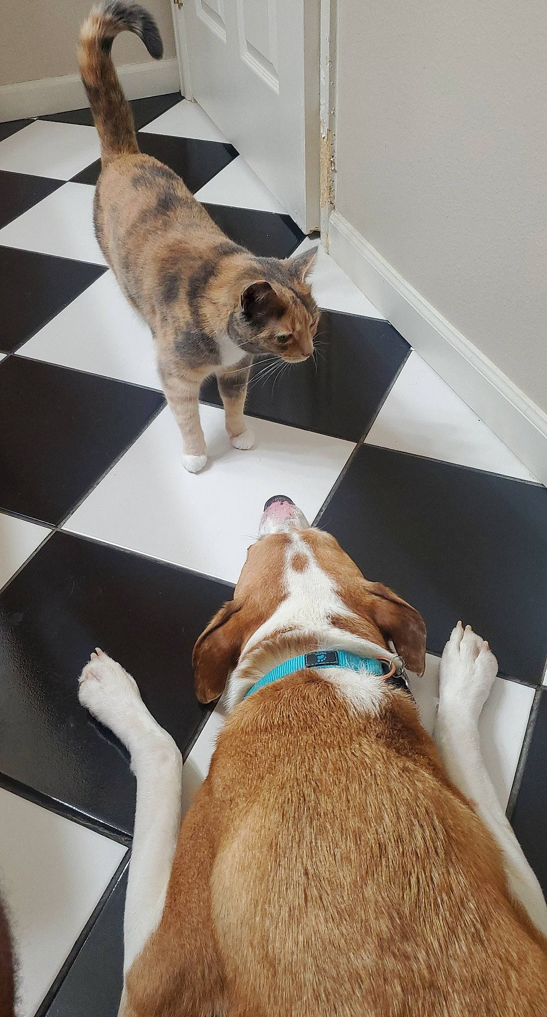 Obi is registered to the contest to win money with this photo: canidae, carnivore, cat, collar, dog, dog_breed, fawn, felidae, small_to_medium_sized_cats, snout, sporting_group, tail, whiskers