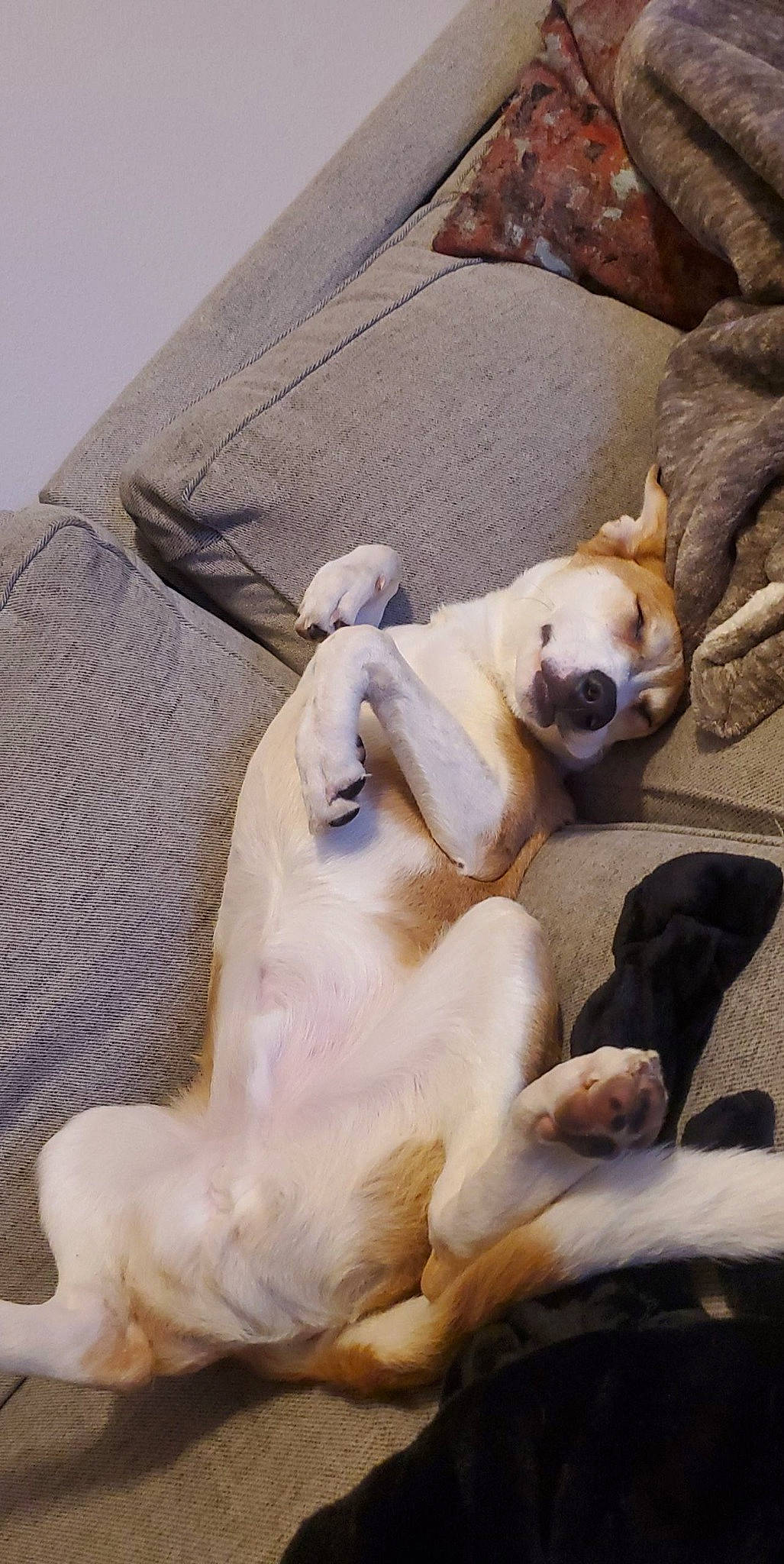 Obi is registered to the contest to win money with this photo: american_bulldog, canidae, carnivore, companion_dog, dog, dog_breed, fawn, nap, non_sporting_group, old_english_bulldog, olde_english_bulldogge, paw, puppy_love, snout, sporting_group