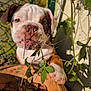 Vicky participe au concours pour gagner de l'argent avec cette photo : puppy, dog, flowerpot, plant, leaves, vine, outdoor, closeup, curious, nose, paw, sunlight, brown, white, pet, garden, fence, nature, young, animal