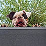 Vicky participe au concours pour gagner de l'argent avec cette photo : bulldog, dog, pet, animal, face, paws, tongue, outdoor, tree, greenery, sky, playful, curious, closeup, portrait, nature, daylight, canine, looking, happy