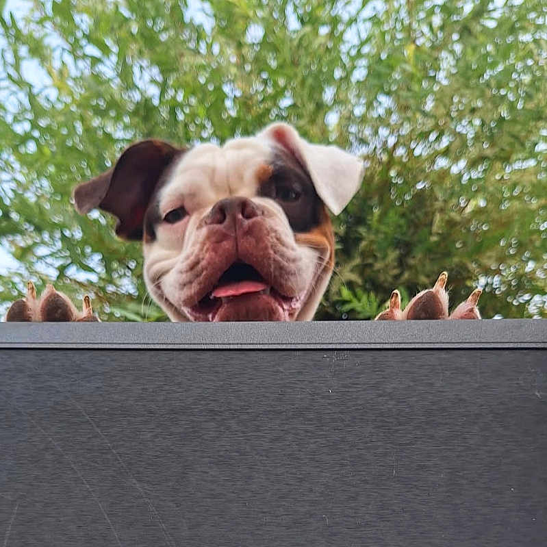 Vicky participe au concours pour gagner de l'argent avec cette photo : animal, bulldog, canine, closeup, curious, daylight, dog, face, greenery, happy, looking, nature, outdoor, paws, pet, playful, portrait, sky, tongue, tree
