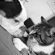 Vicky a rejoint le concours — aidez-le/la à gagner de superbes lots ! dog, cat, close_up, black_and_white, pet, animal, face, fur, whiskers, couch, indoor, intense, staring, friendship, nose_to_nose, paw, texture, contrast, domestic, companions