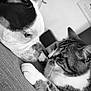 dog, cat, close_up, black_and_white, pet, animal, face, fur, whiskers, couch, indoor, intense, staring, friendship, nose_to_nose, paw, texture, contrast, domestic, companions